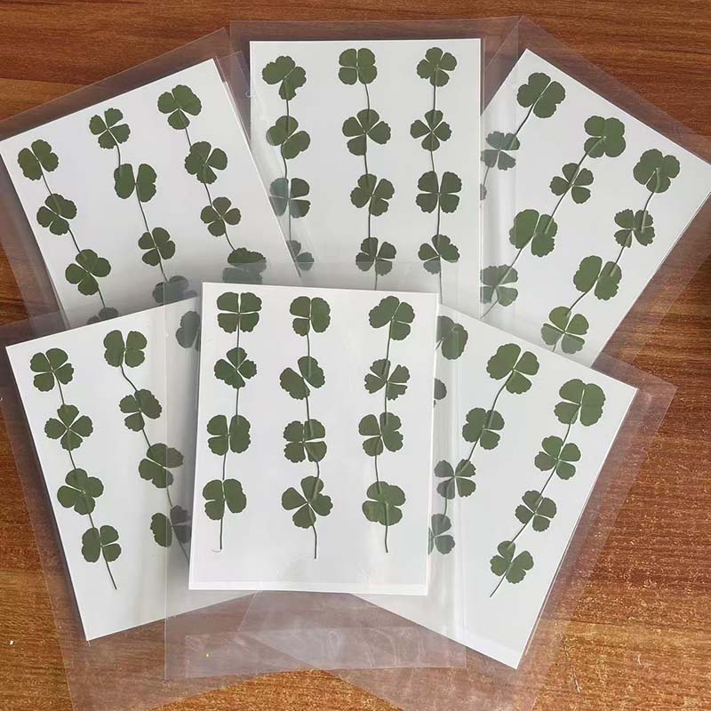 Red Clover Flower - 48 ชิ้น, 60 ชิ้น, 120 ชิ้น/ใบโคลเวอร์สีเขียวแห้ง,