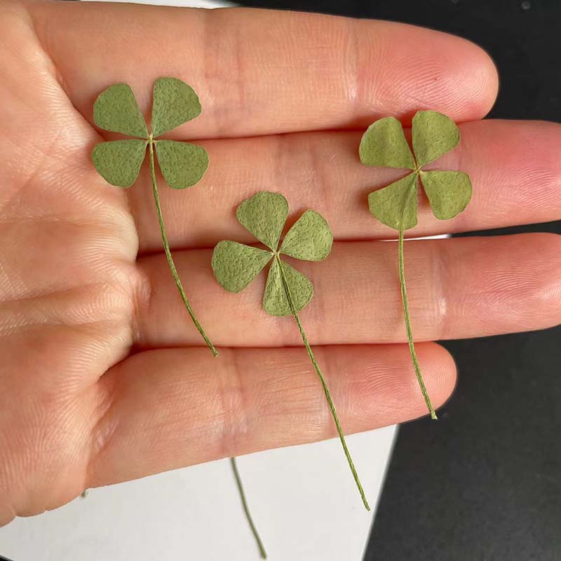 48 ชิ้น, 60 ชิ้น, 120 ชิ้น/ใบโ - Red Clover Flower บทวิจารณ์และราคา